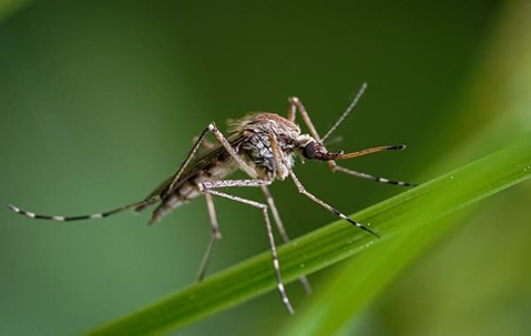 mosquito on a leaf