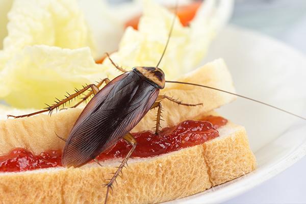 5 Foods that Attract Cockroaches