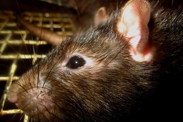 Blog - Thwarting South Carolina's Sneaky Roof Rats