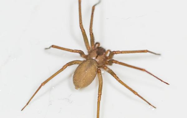 Blog - Leesville's Complete Guide To Effective Spider Control