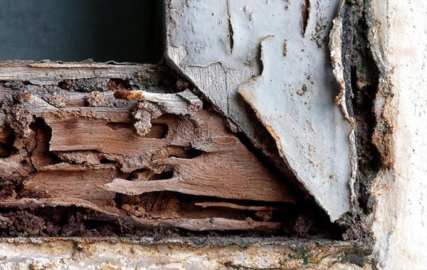 Blog - The Best Way To Handle A Termite Infestation On Your Irmo Property