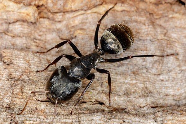 Blog - How To Deal With Carpenter Ants In Your South Carolina Home The ...